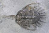 Impressive, Spiny Psychopyge Trilobite - Morocco #381165-1